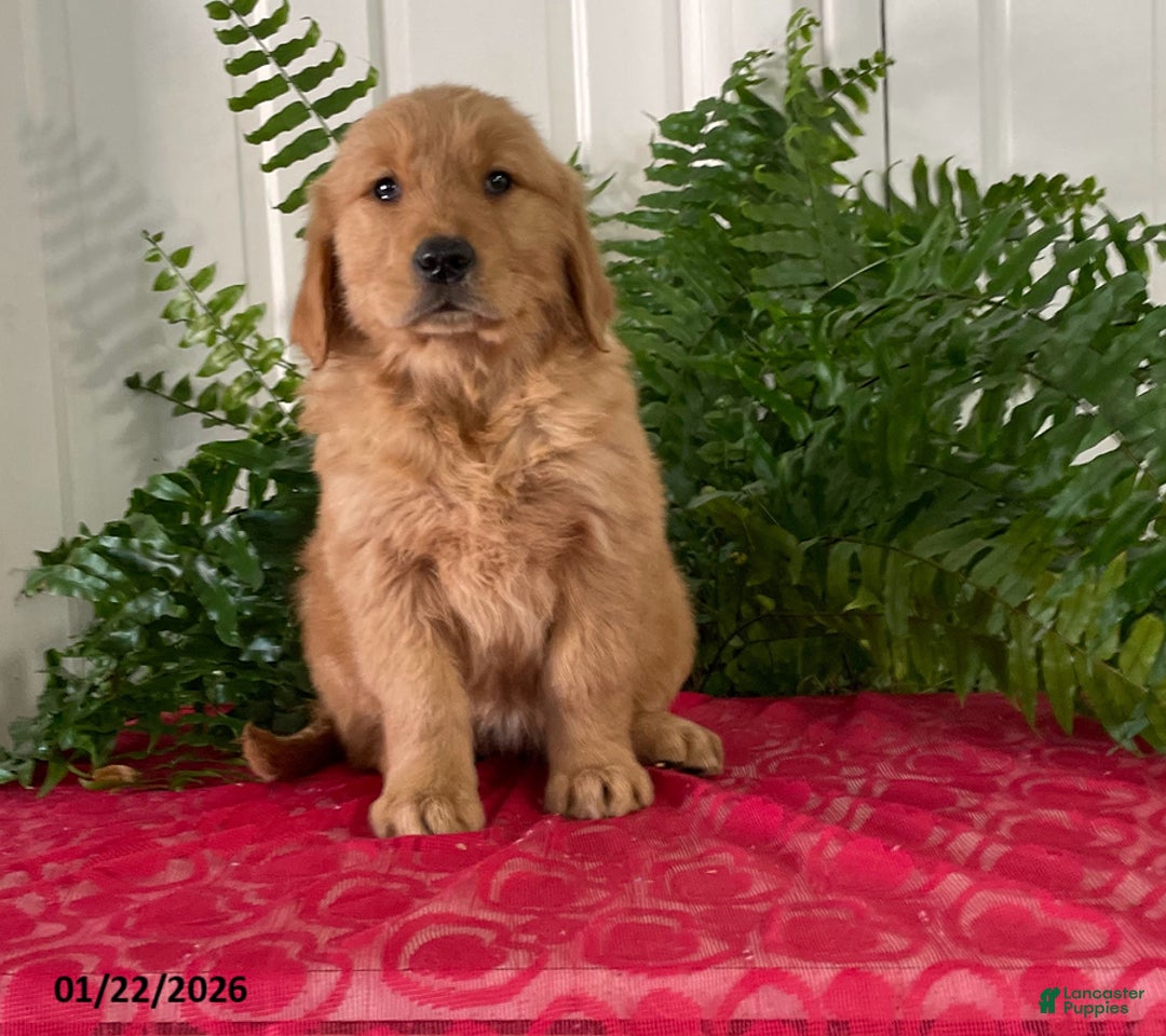 Golden Retriever dogs for sale: Flora - Ad 3