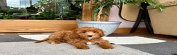 Cavapoo dogs for sale: Cavapoo 1 - Ad 4