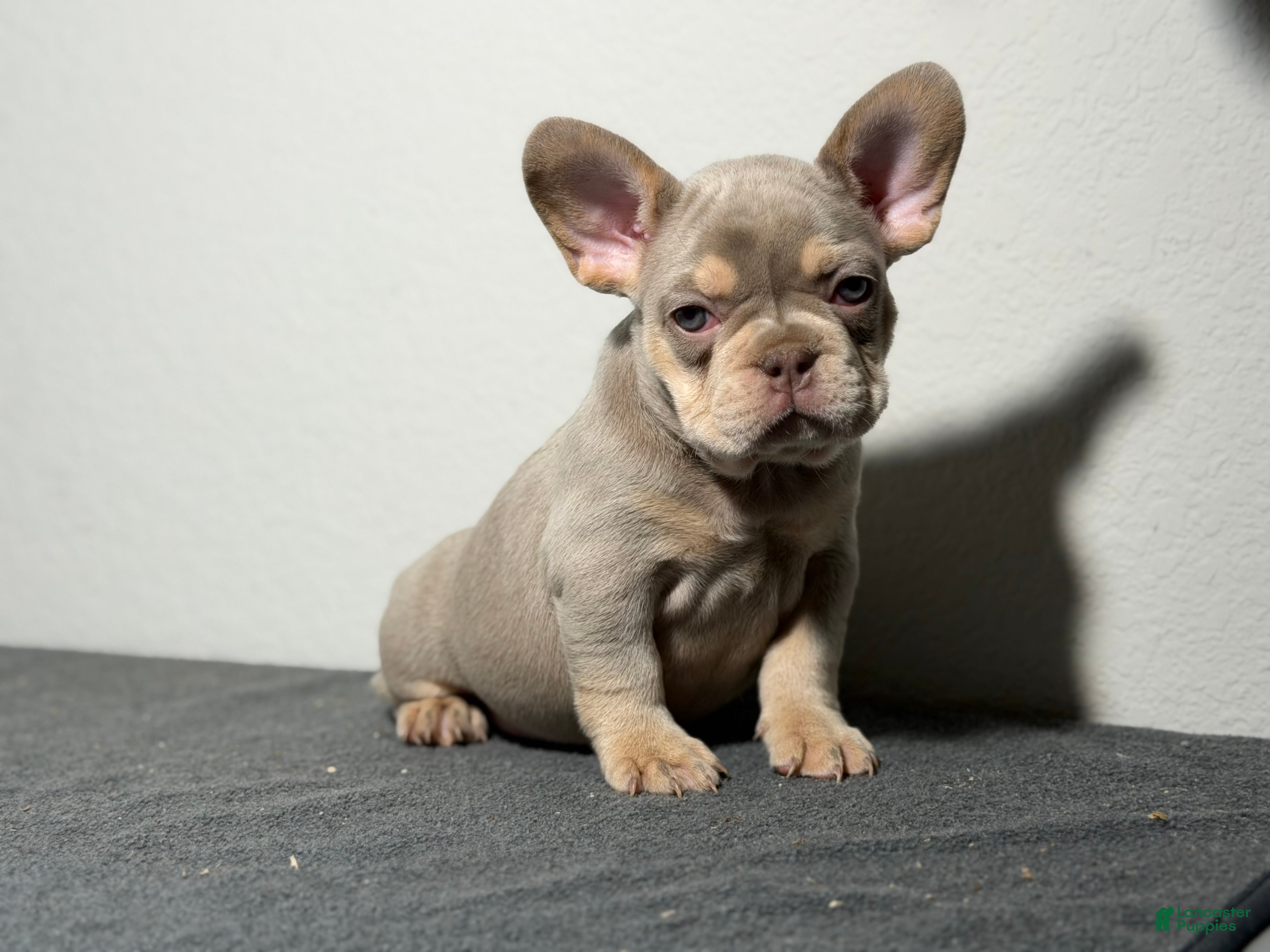 French Bulldog dogs for sale: French Bulldog Puppy 2 - Ad 2