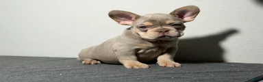 French Bulldog Puppy 2