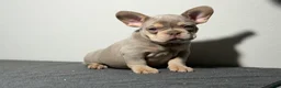 French Bulldog dogs for sale: French Bulldog Puppy 2 - Ad 1