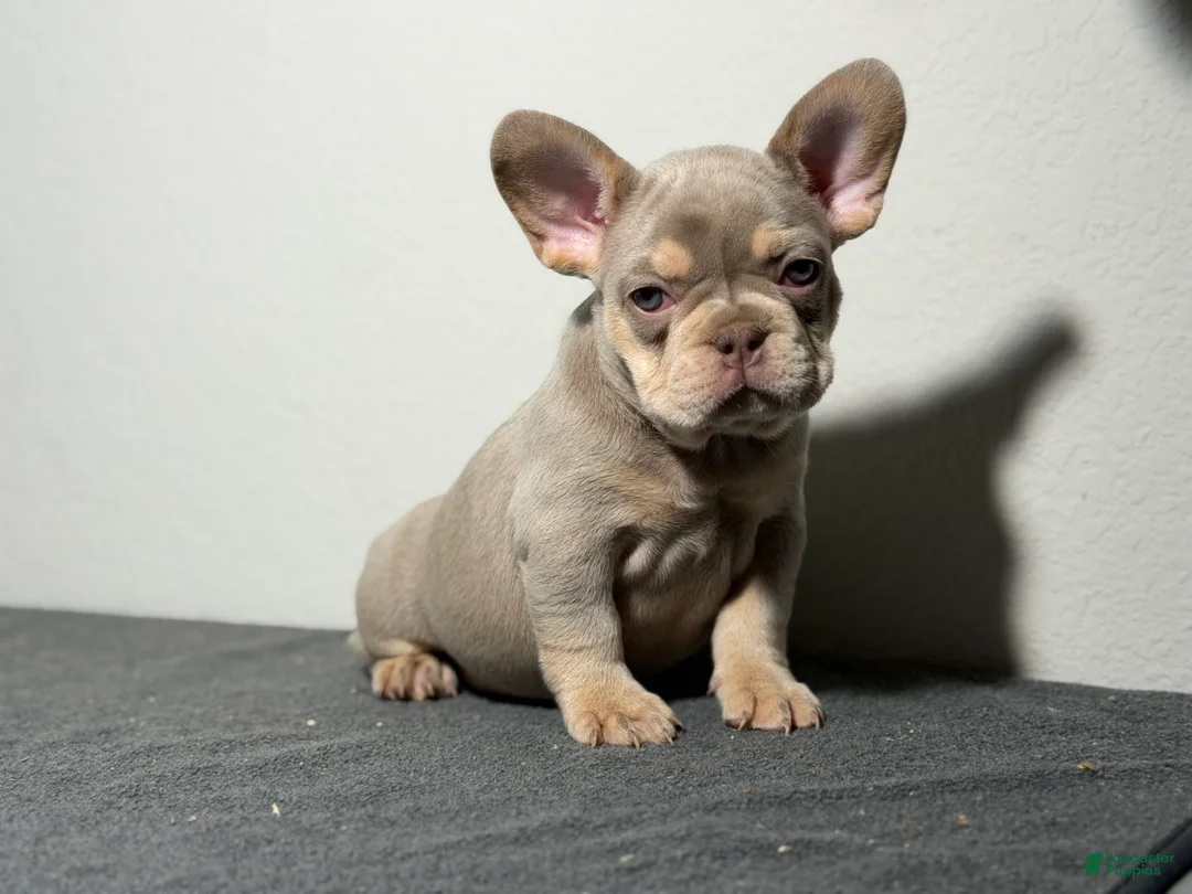 French Bulldog dogs for sale: French Bulldog Puppy 2 - Ad 1