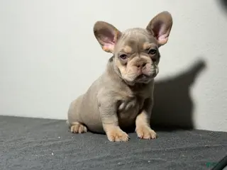 French Bulldog dogs for sale: French Bulldog Puppy 2 - Ad 2