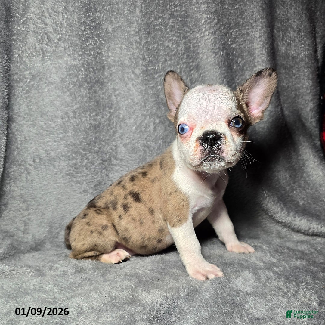 Frenchton dogs for sale: Ava  - Ad 1