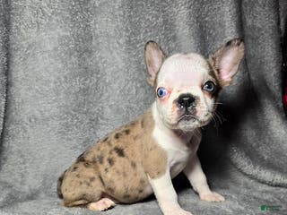 Frenchton dogs Ava - Ad 1