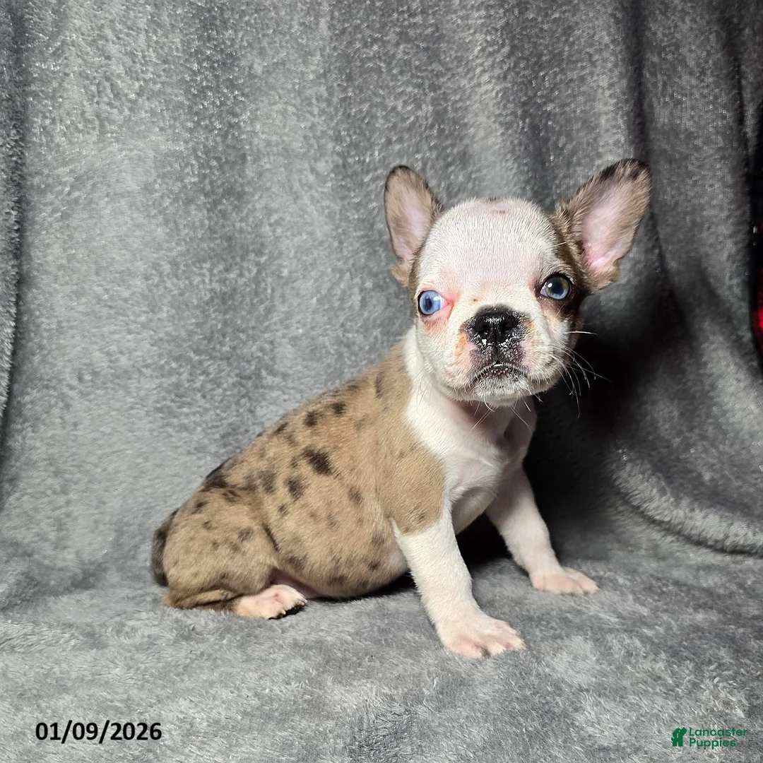 Frenchton dogs for sale: Ava  - Ad 1