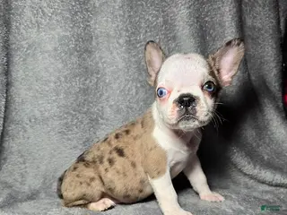 Frenchton dogs Ava - Ad 16