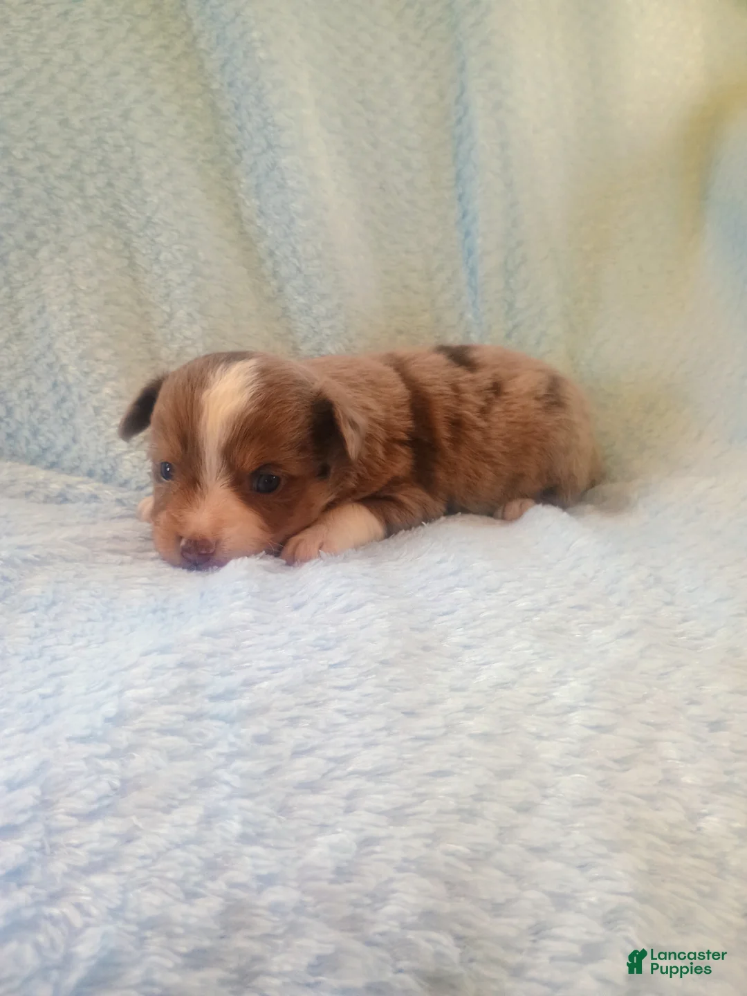 Toy Australian Shepherd dogs for sale: Toy Australian Shepherd Puppy 2 - Ad 3
