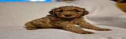 Goldendoodle dogs for sale: Lily - Ad 5