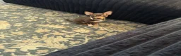 Chihuahua dogs for sale: Chihuahua 4 ready to go  - Ad 6
