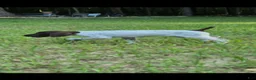 German Shorthaired Pointer dogs for sale: German Shorthaired Pointer 1 - Ad 4