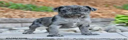Pug dogs for sale: Jenna - Ad 3