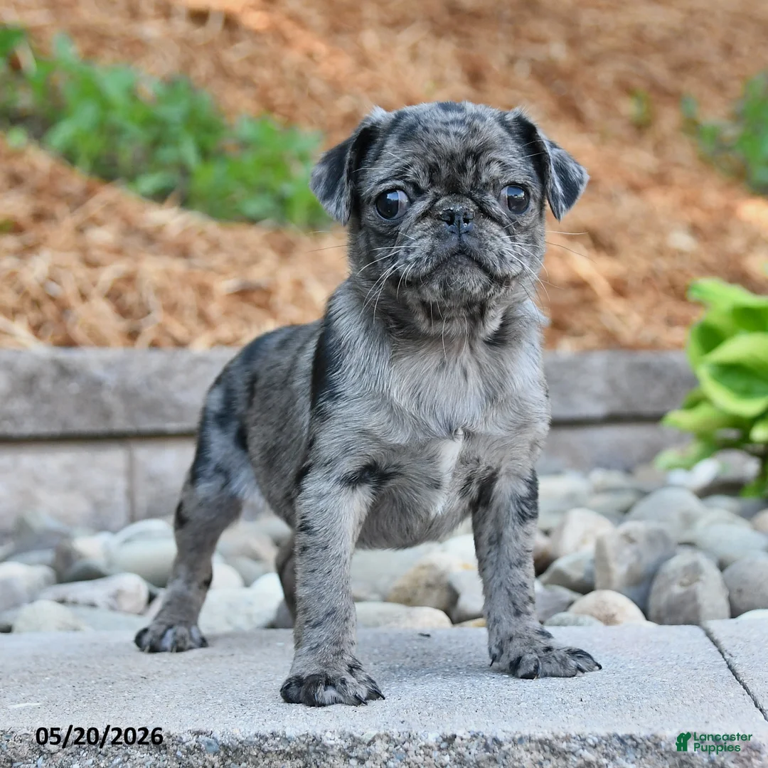 Pug dogs for sale: Jenna - Ad 3