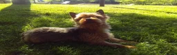 Yorkshire Terrier dogs for sale: Vicki - Ad 10