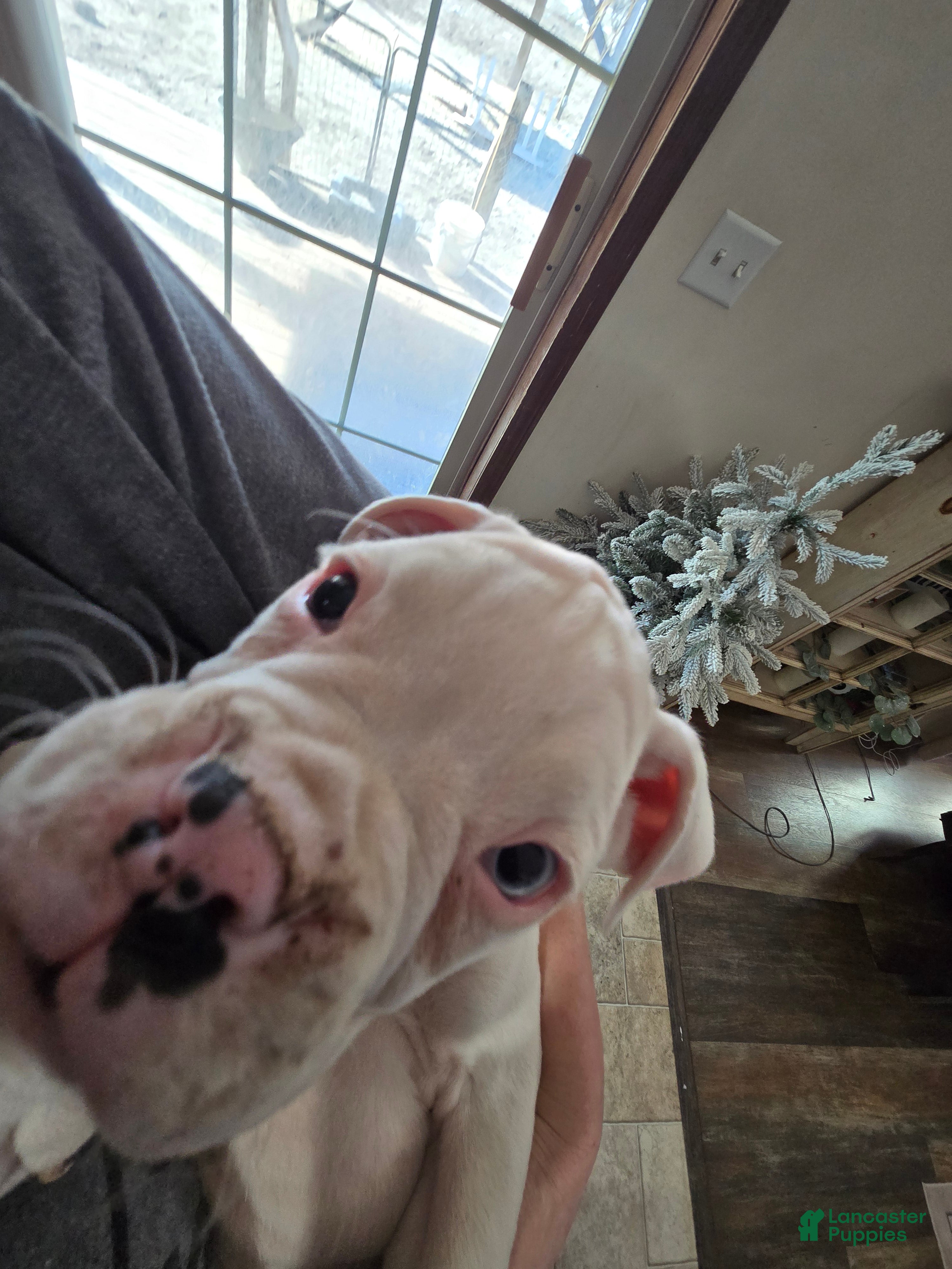 Boxer dogs Stevie - Ad 24