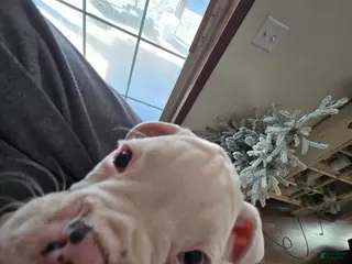 Boxer dogs Stevie - Ad 24