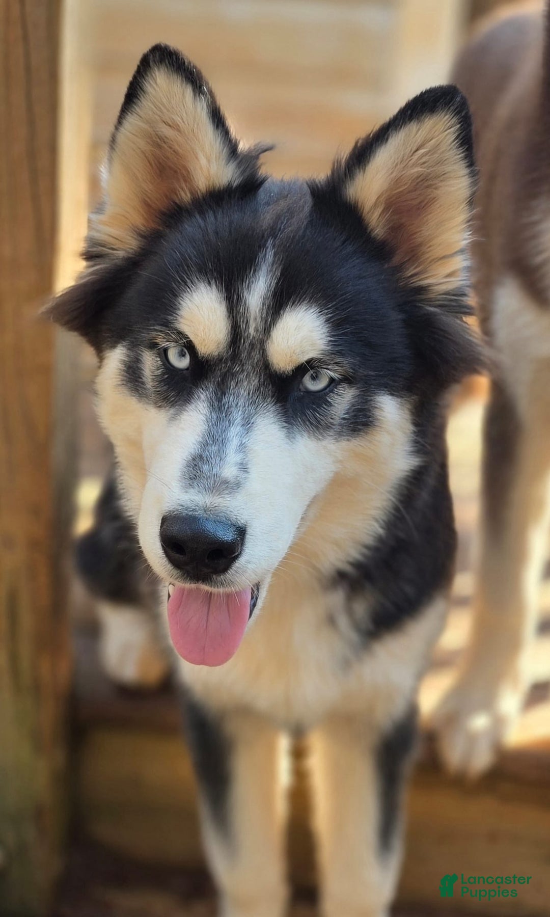 Siberian Husky dogs for sale: Panda - Ad 1