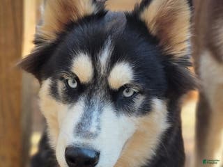 Siberian Husky dogs Panda - Ad 3