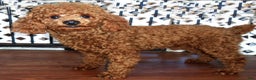 Miniature Poodle dogs for sale: Patches - Ad 9