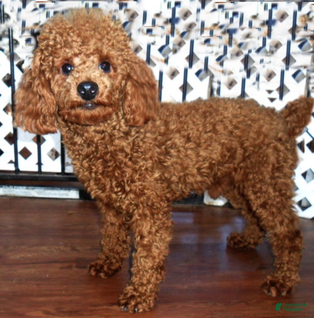 Miniature Poodle dogs for sale: Patches - Ad 9