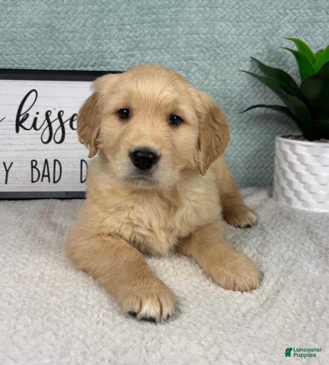 Golden Retriever dogs for sale: Gemma - Ad 4
