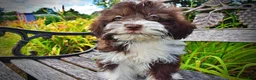 Havapoo dogs for sale: Diva - Ad 6