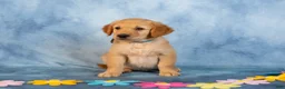 Golden Retriever dogs for sale: Matcha - Ad 4