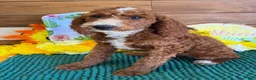 Labradoodle dogs for sale: Casanova - Ad 2
