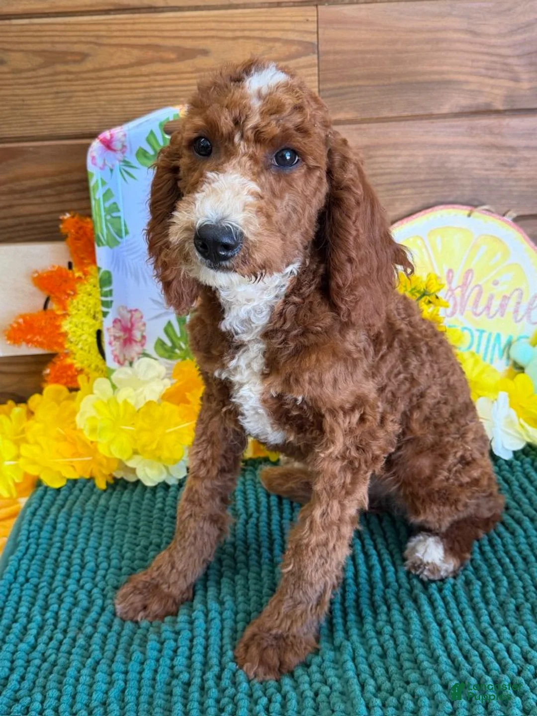 Labradoodle dogs for sale: Casanova - Ad 2