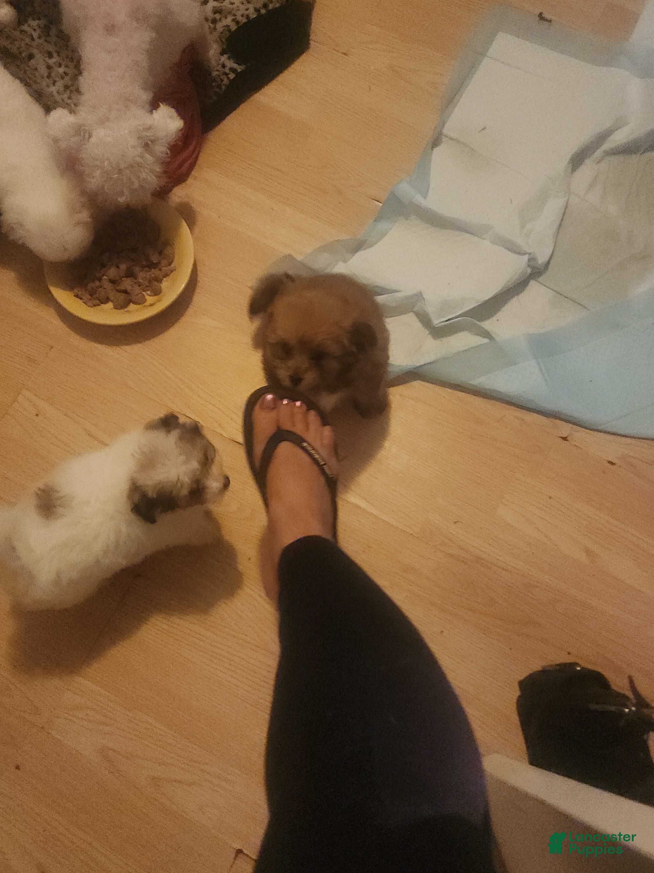 Pomapoo dogs Pomapoo 2 - Ad 14