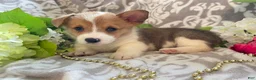 Welsh Corgi Pembroke dogs for sale: Max - Ad 7