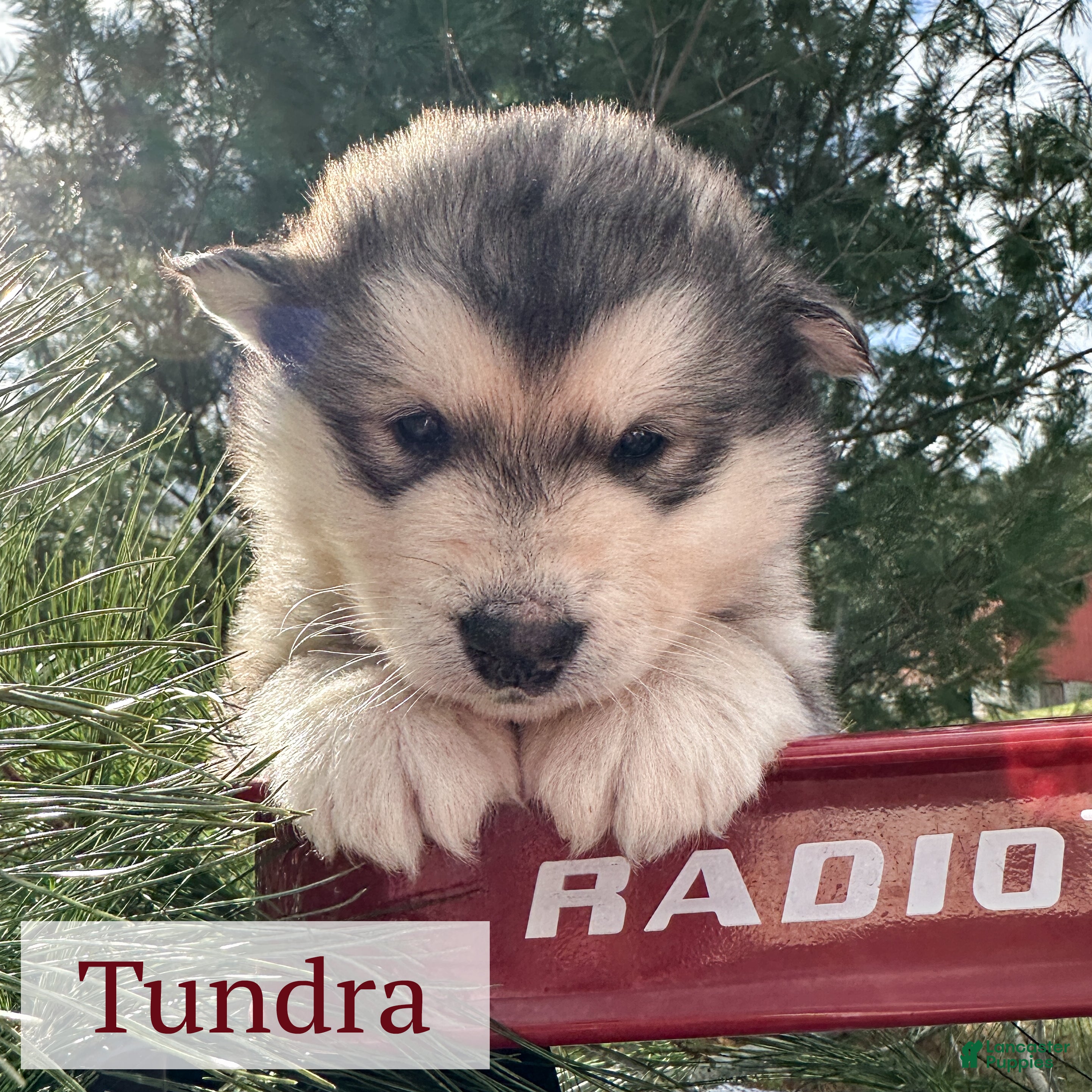 Alaskan Malamute dogs Tundra - Ad 4