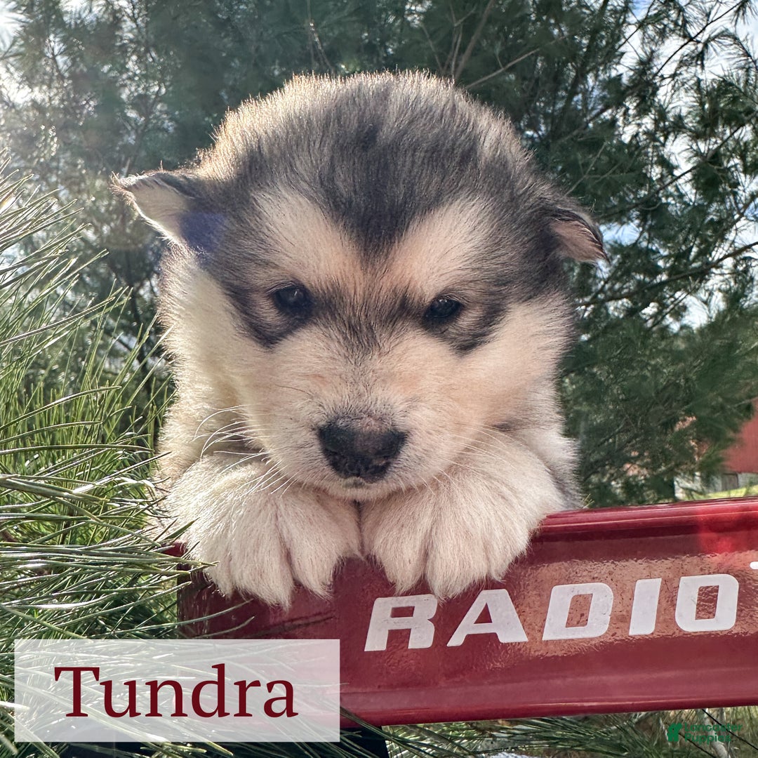 Alaskan Malamute dogs for sale: Tundra - Ad 1