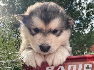 Alaskan Malamute dogs Tundra - Ad 24