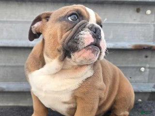 English Bulldog dogs - Ad 10