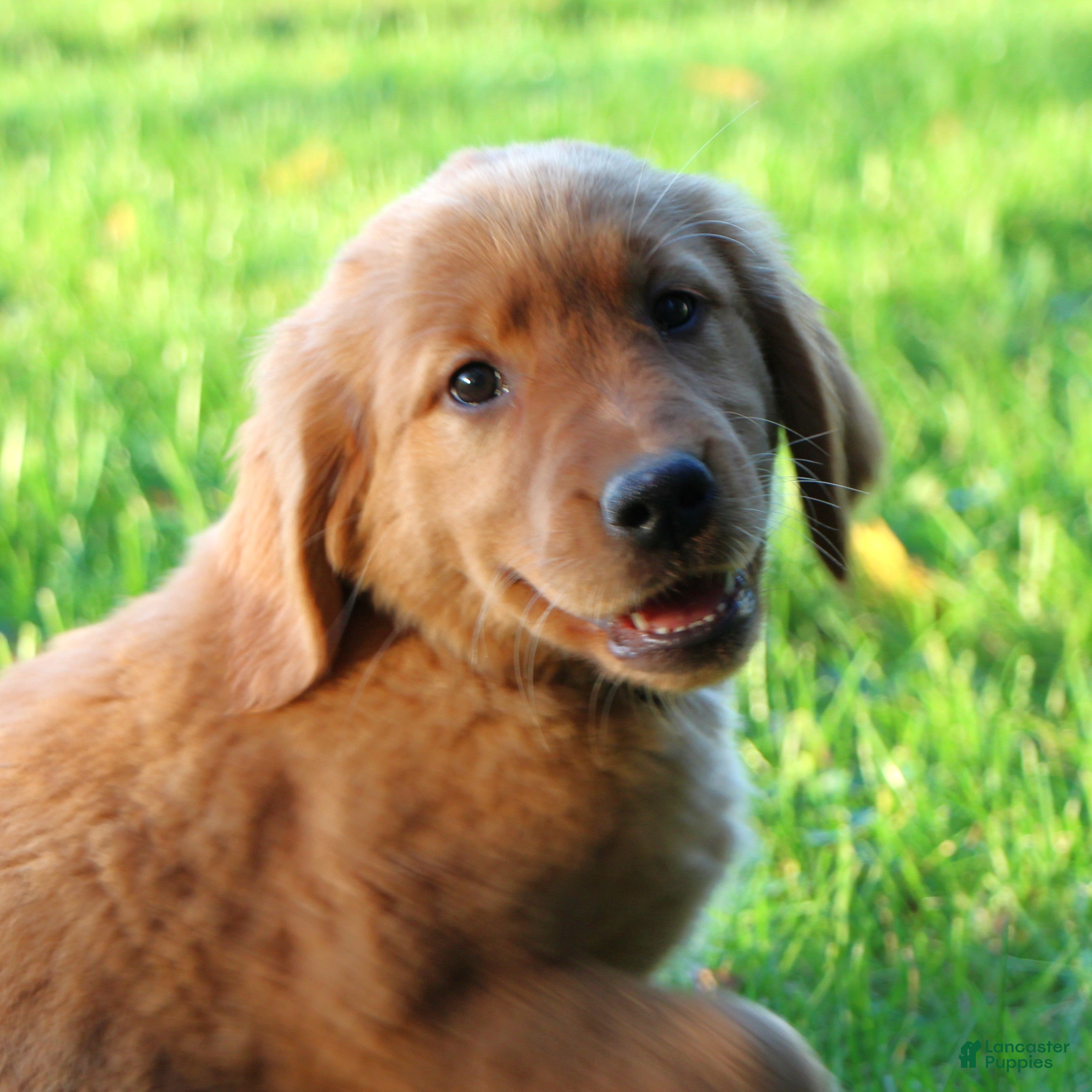 Golden Retriever dogs for sale: Gypsy - Ad 1