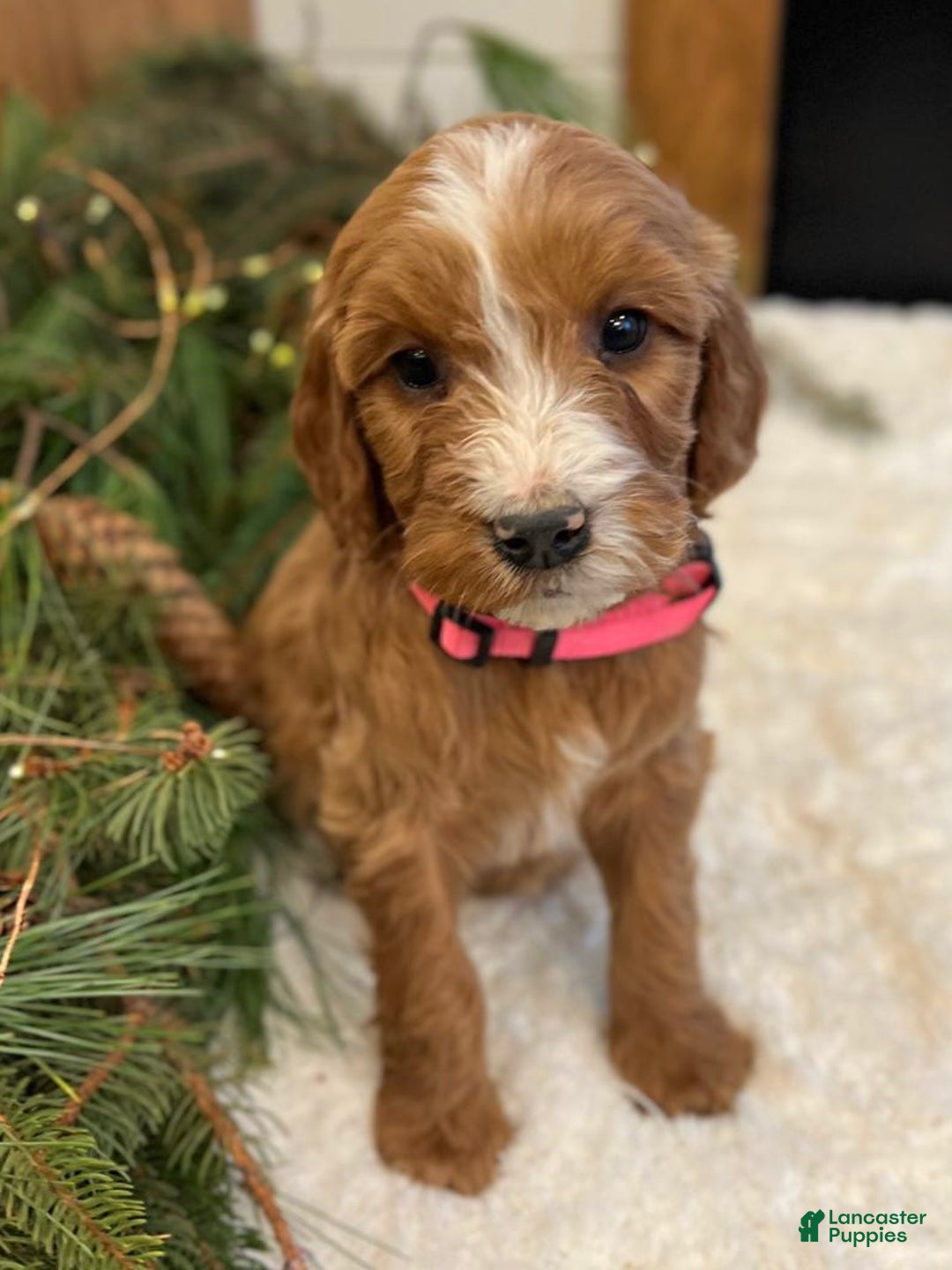 Irish Doodle dogs for sale: Oakley - Ad 5