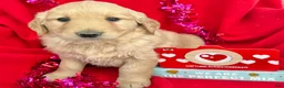 Golden Retriever dogs for sale: Tucker - Ad 3