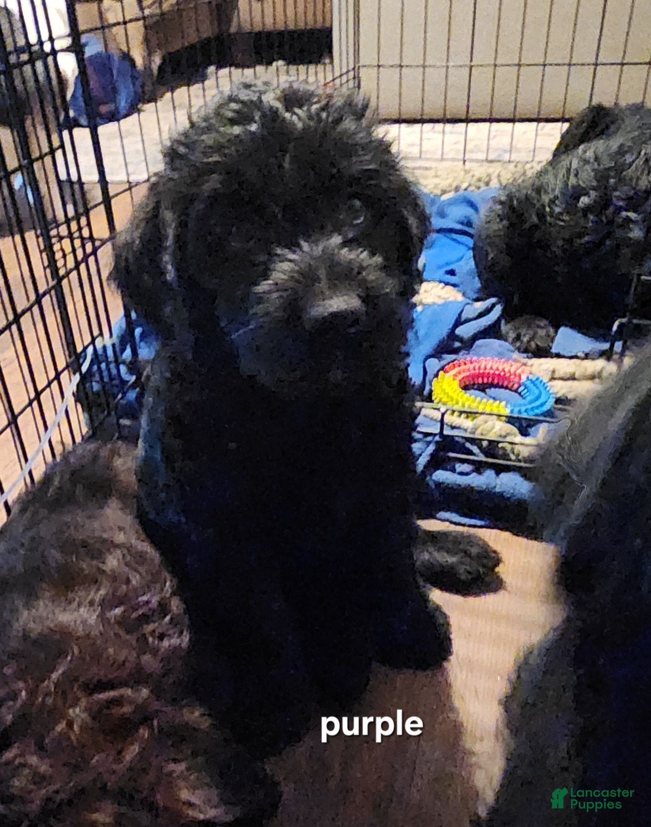 Labradoodle dogs Labradoodle purple collar - Ad 1