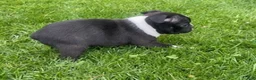 Boston Terrier dogs for sale: Lilly - Ad 5