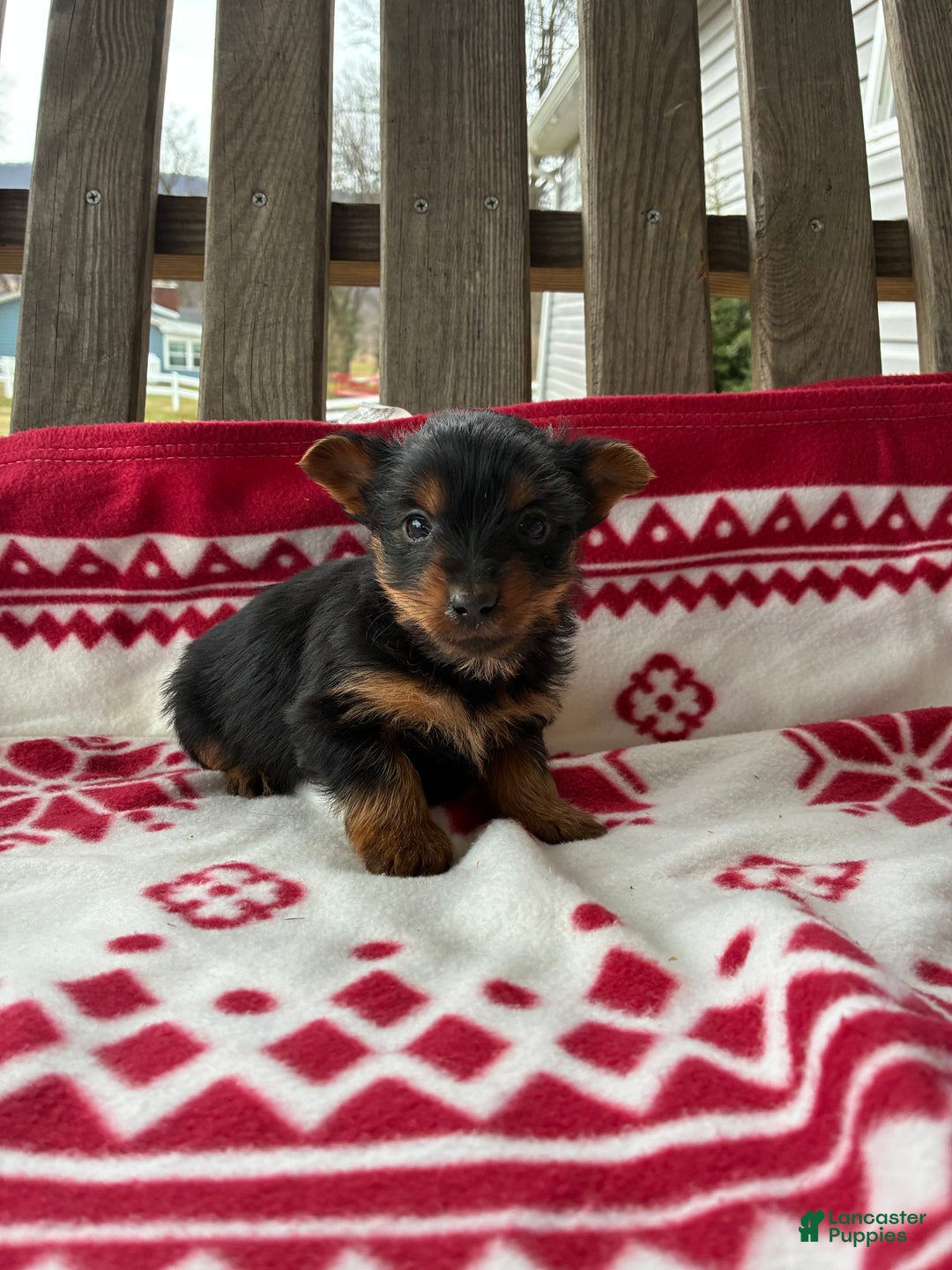 Yorkshire Terrier dogs for sale: Chase - Ad 2
