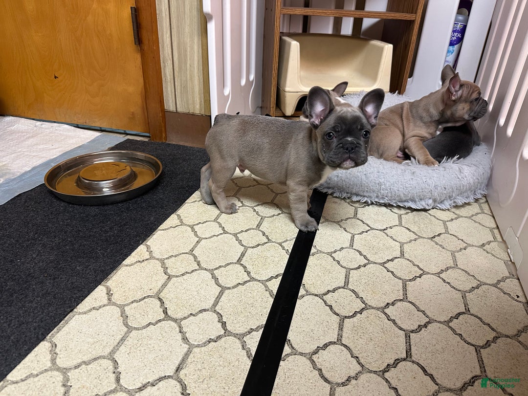French Bulldog dogs for sale: Hugo - Ad 18