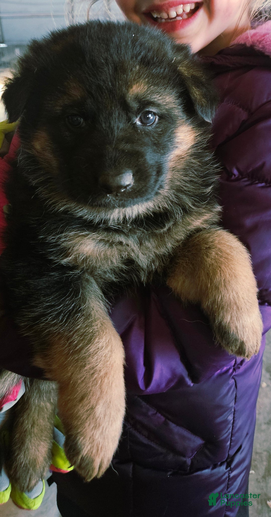 German Shepherd dogs for sale: Bluey - Ad 2