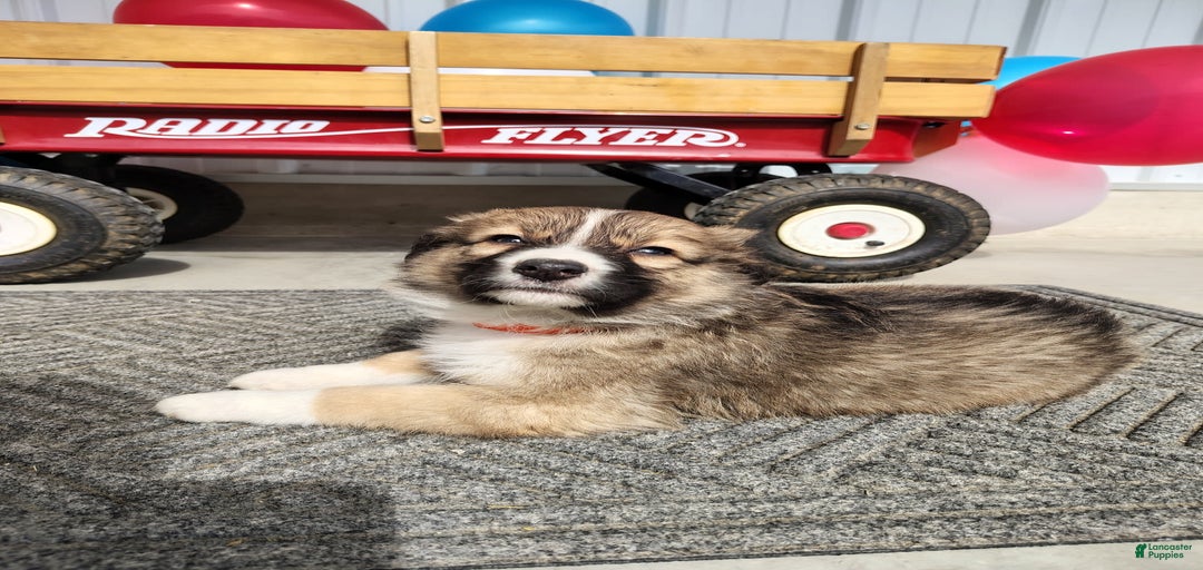 Gallery Image {{count}}