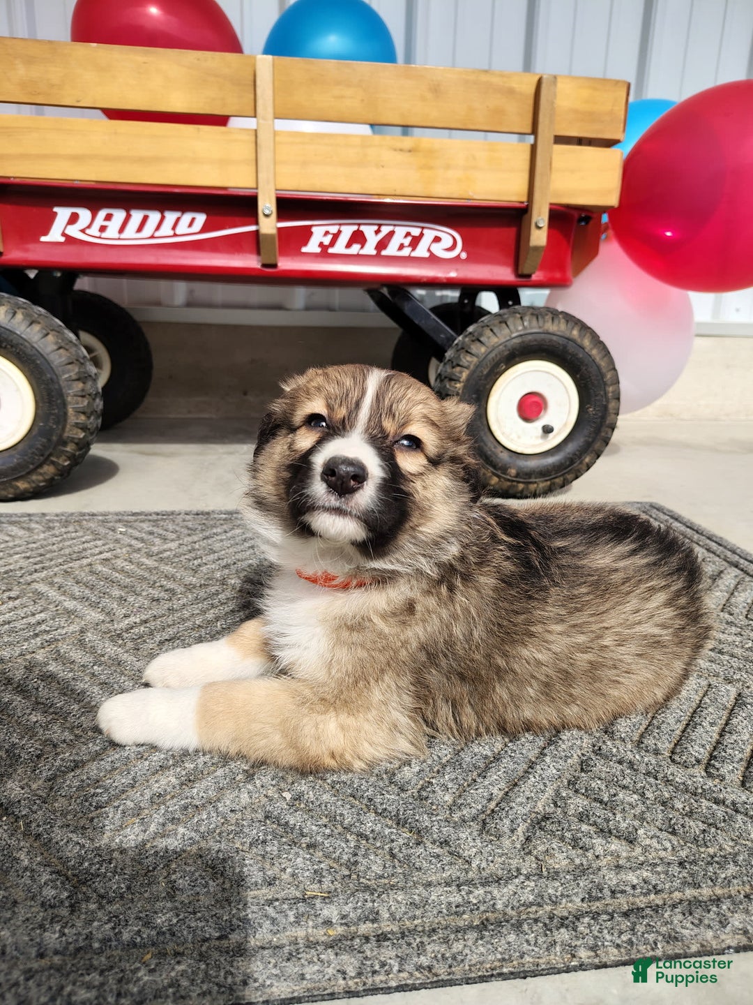 Gallery Image {{count}}