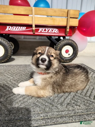 Gallery Image {{count}}