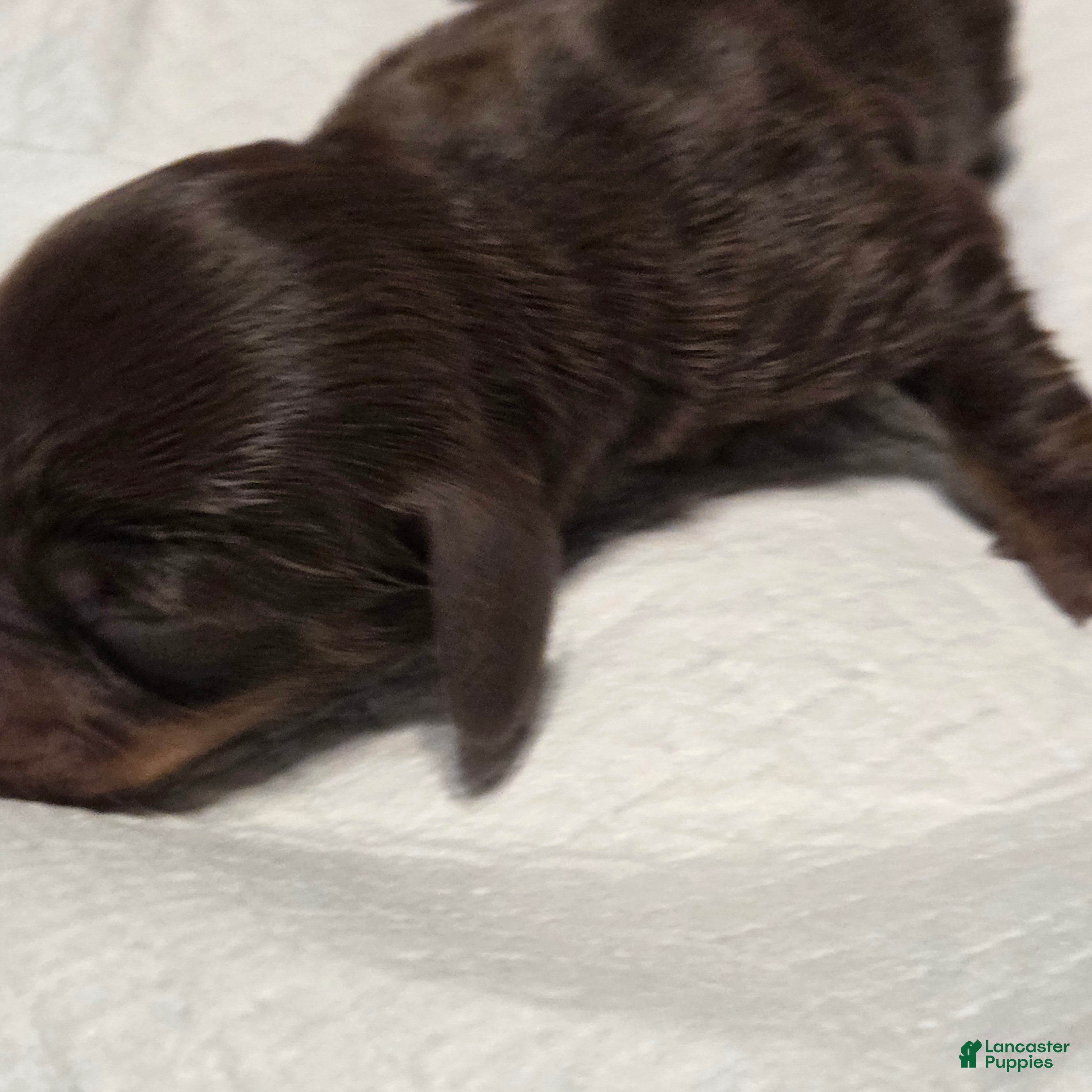 Miniature Dachshund dogs Miniature Dachshund DAPPLE Puppy 2 - Ad 7