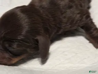 Miniature Dachshund dogs Miniature Dachshund DAPPLE Puppy 2 - Ad 7