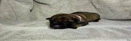 German Shepherd dogs for sale: Daisy - Ad 35
