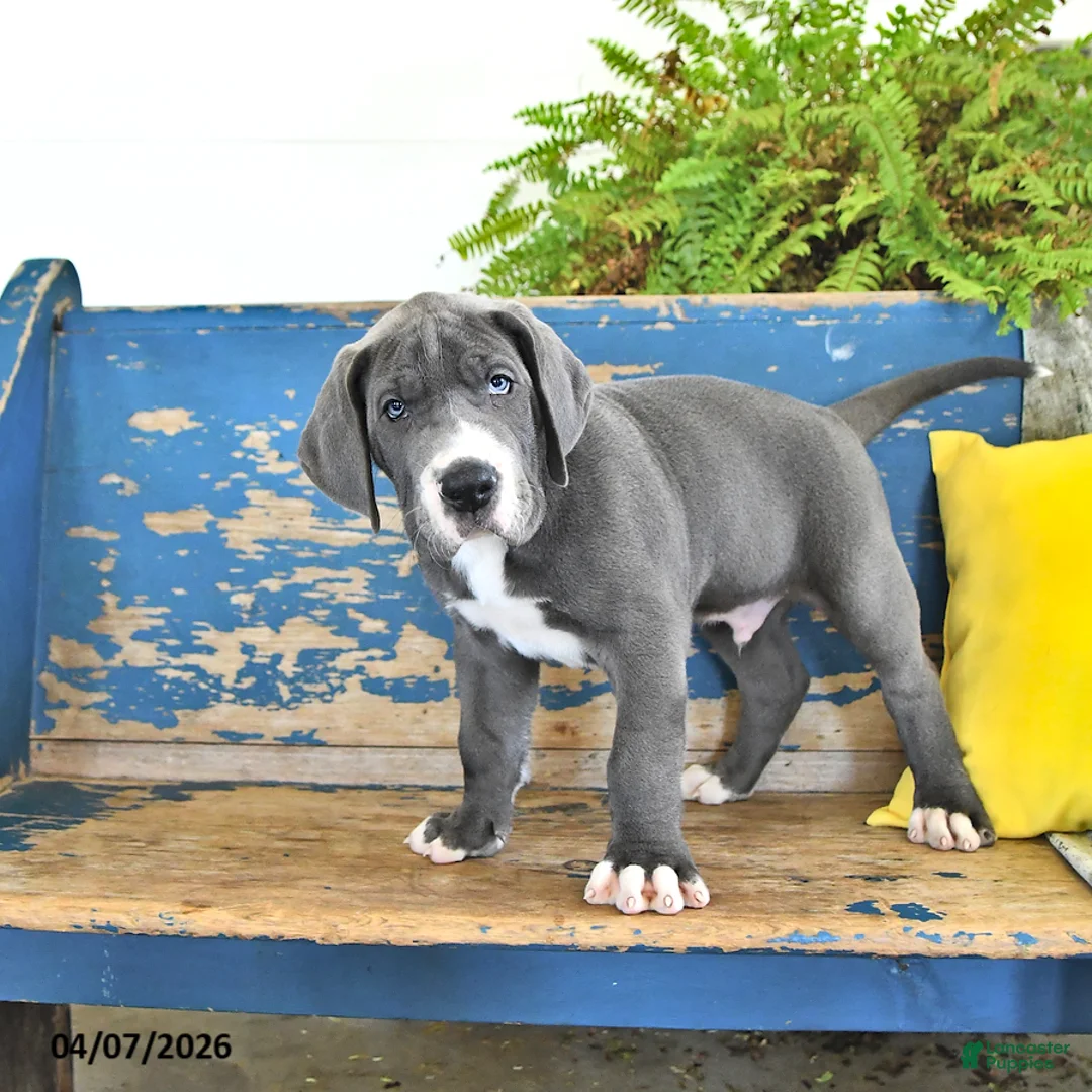 Great Dane dogs for sale: Duke - Ad 2